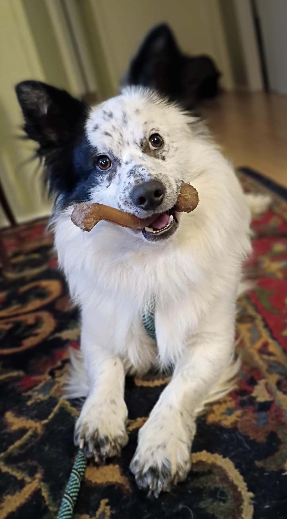 Enlarge JB, a ADOPTABLE mixed breed in Mansfield, CT image 4/4