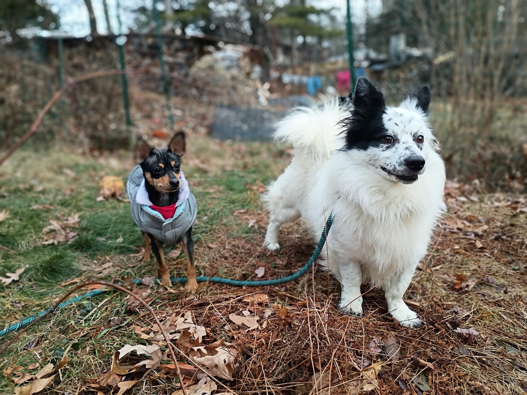 Enlarge JB, a ADOPTABLE mixed breed in Mansfield, CT image 2/4