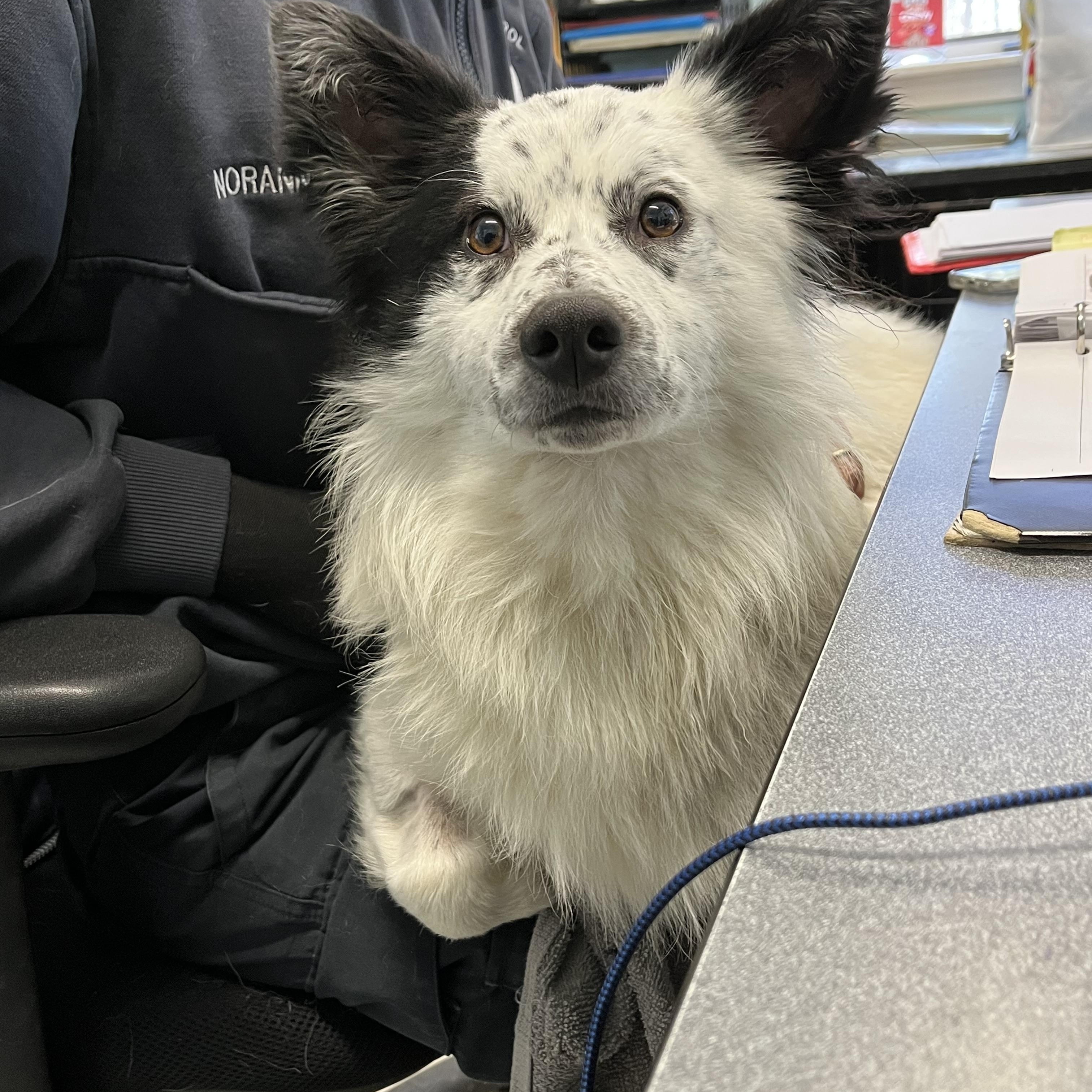 Enlarge JB, a ADOPTABLE mixed breed in Mansfield, CT image 3/4