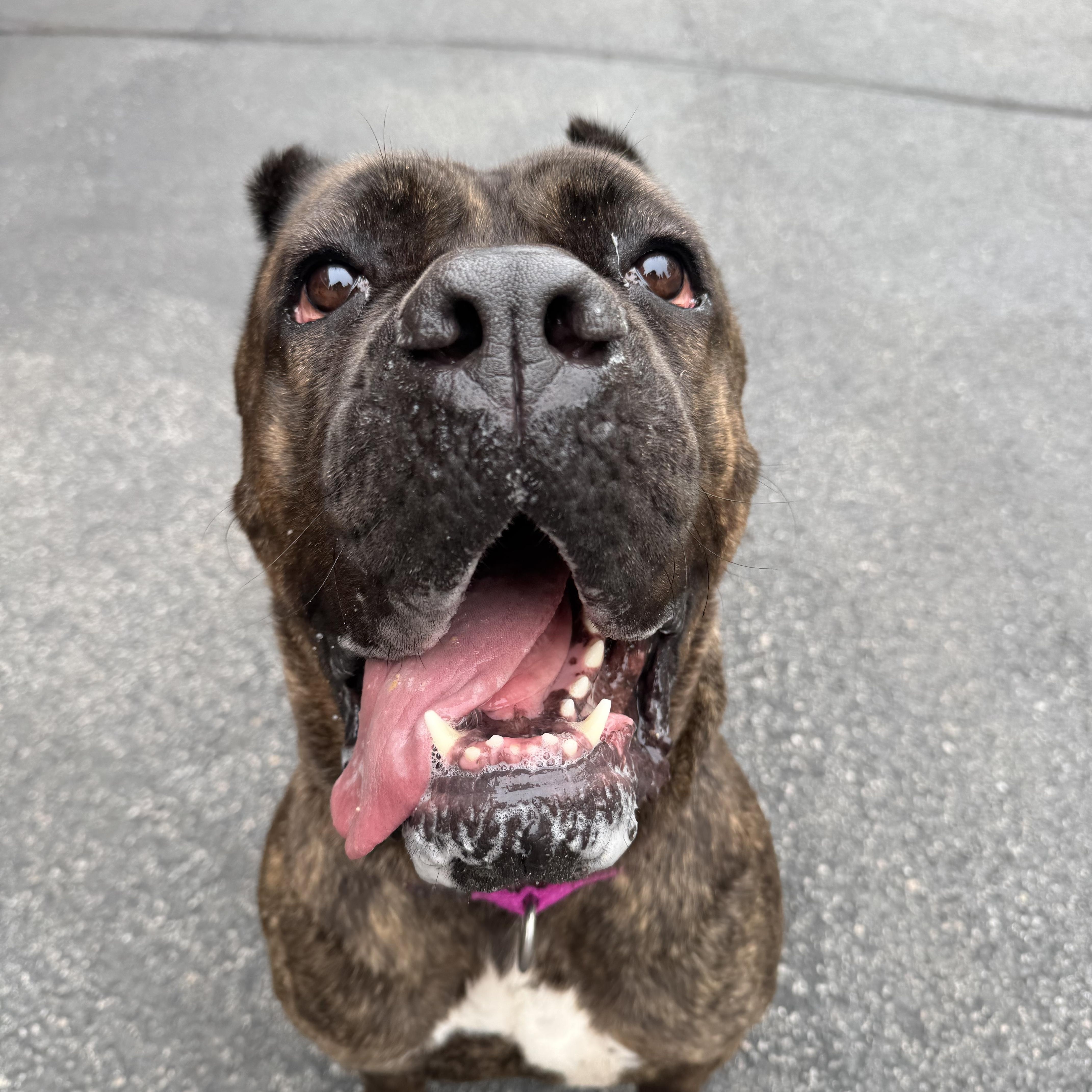 Emma, Young Female Cane Corso