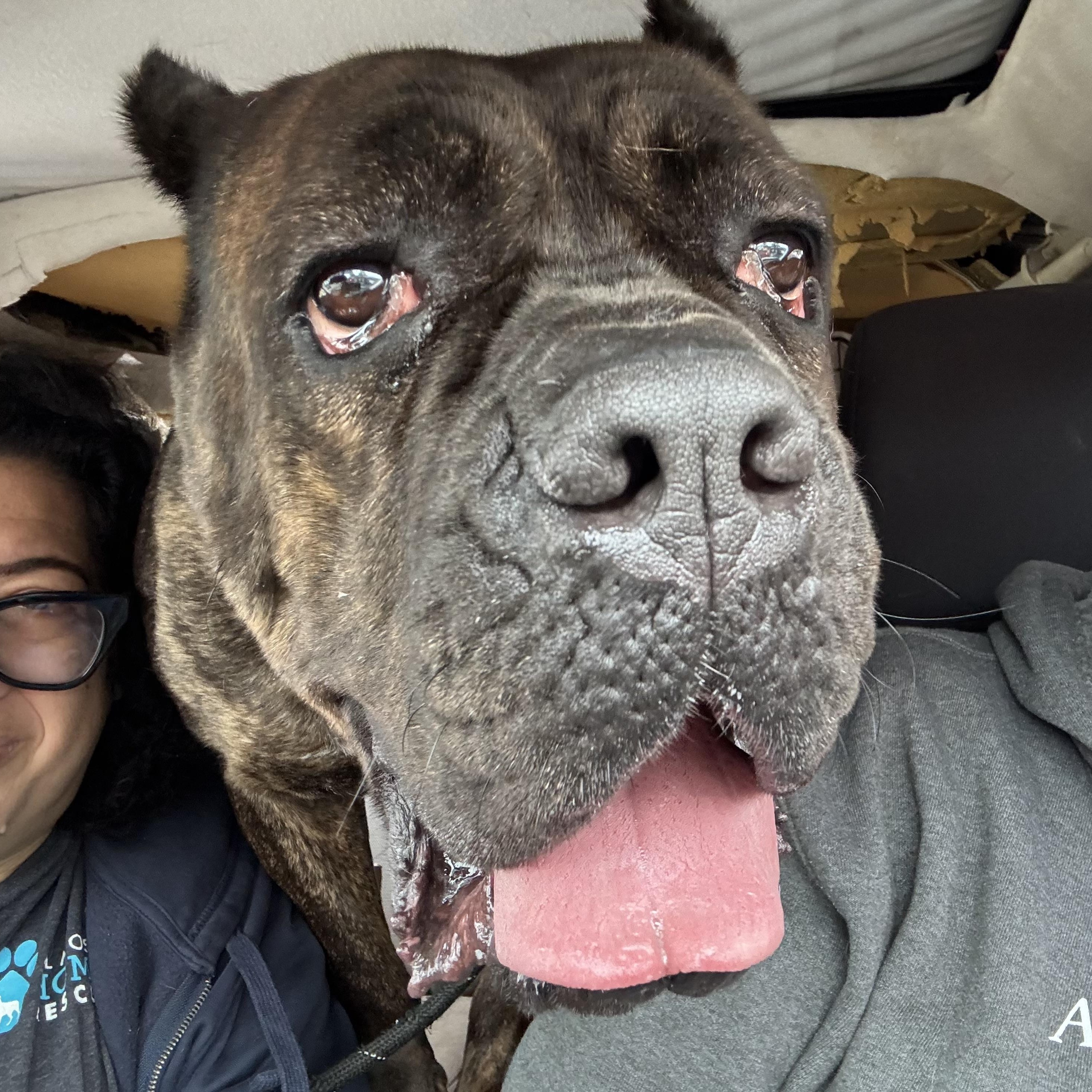 Emma, a Adoptable Cane Corso in Providence, RI image 2/5