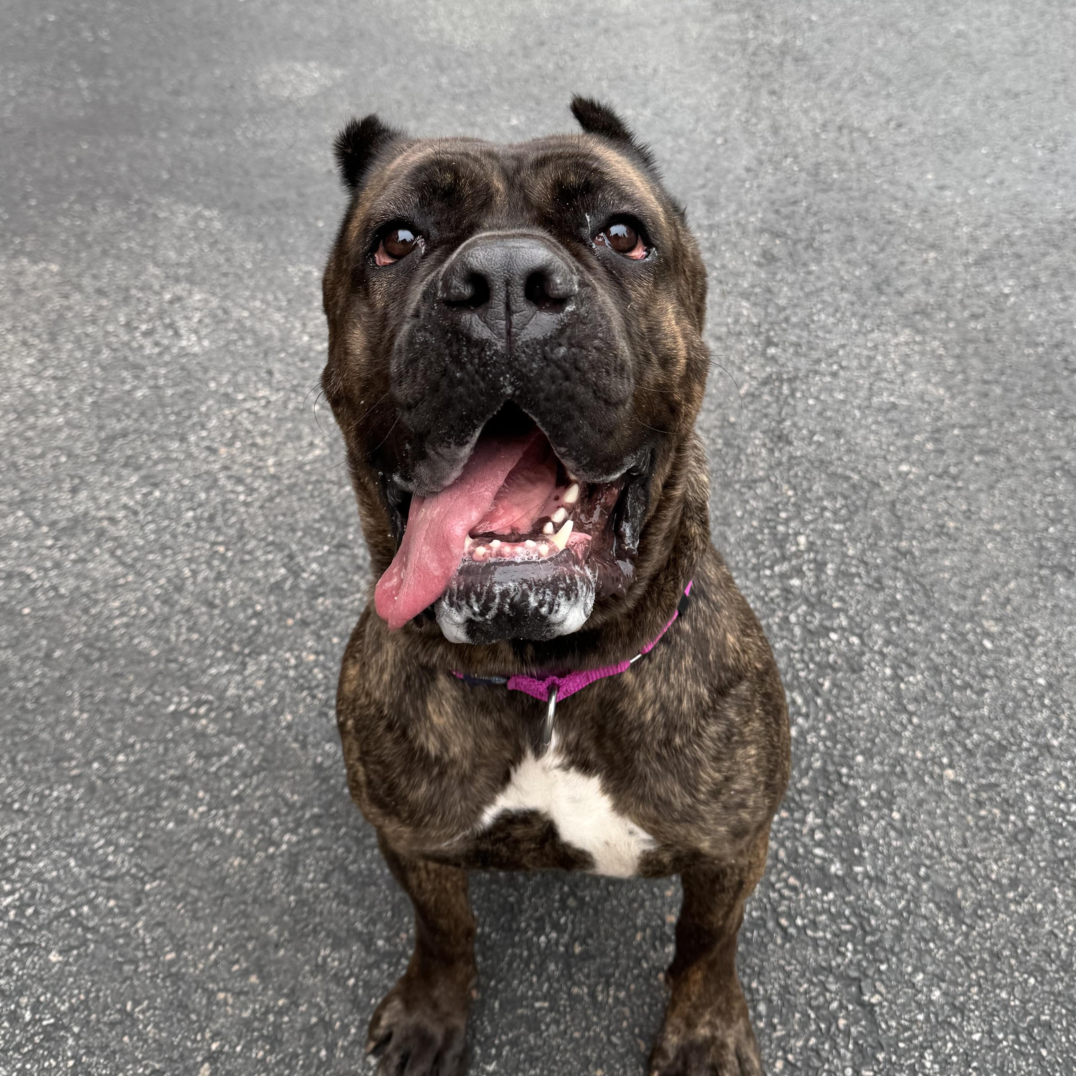 Emma, a Adoptable Cane Corso in Providence, RI image 3/5