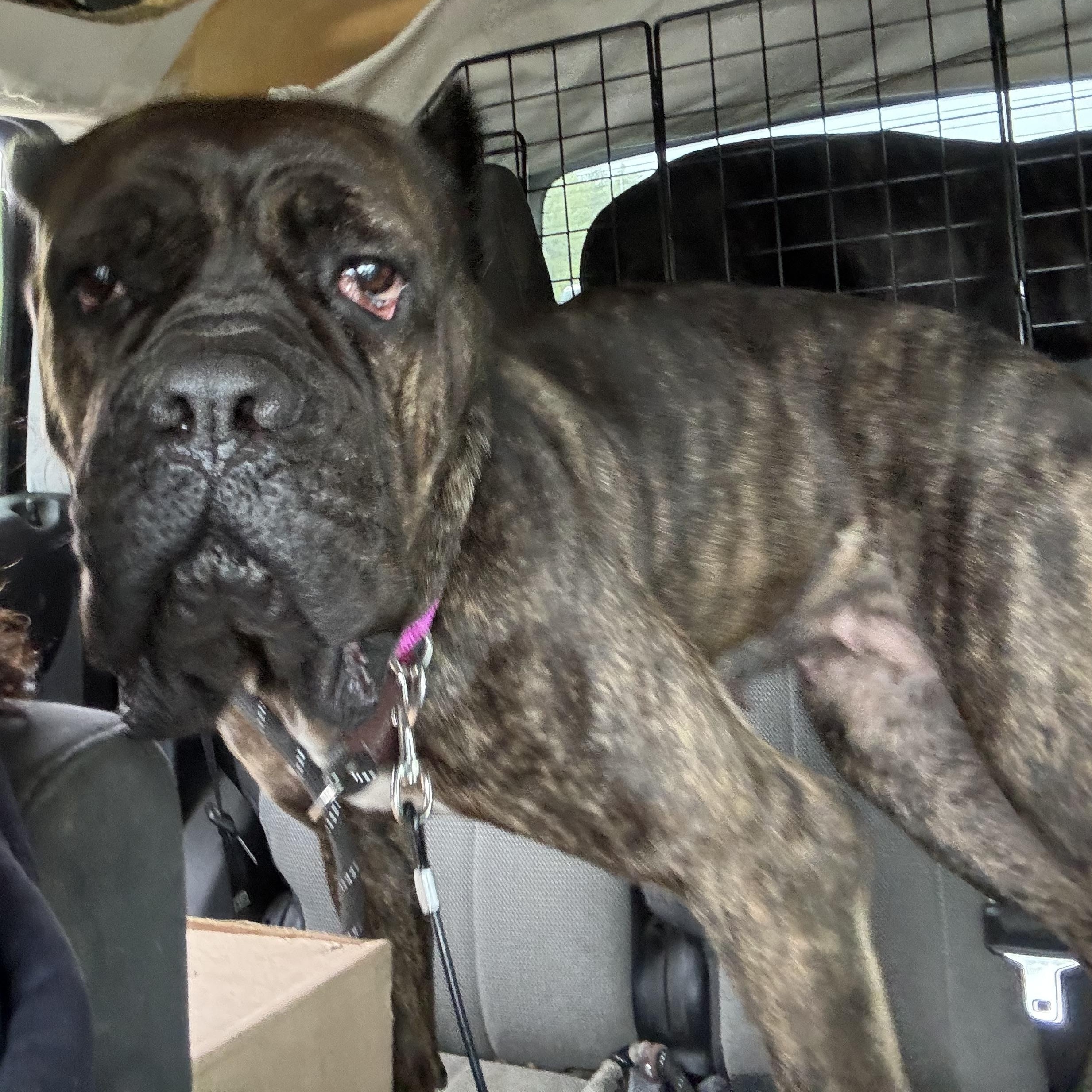 Emma, a Adoptable Cane Corso in Providence, RI image 4/5
