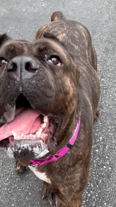 Enlarge Emma, a Adoptable Cane Corso in Providence, RI video 5/5
