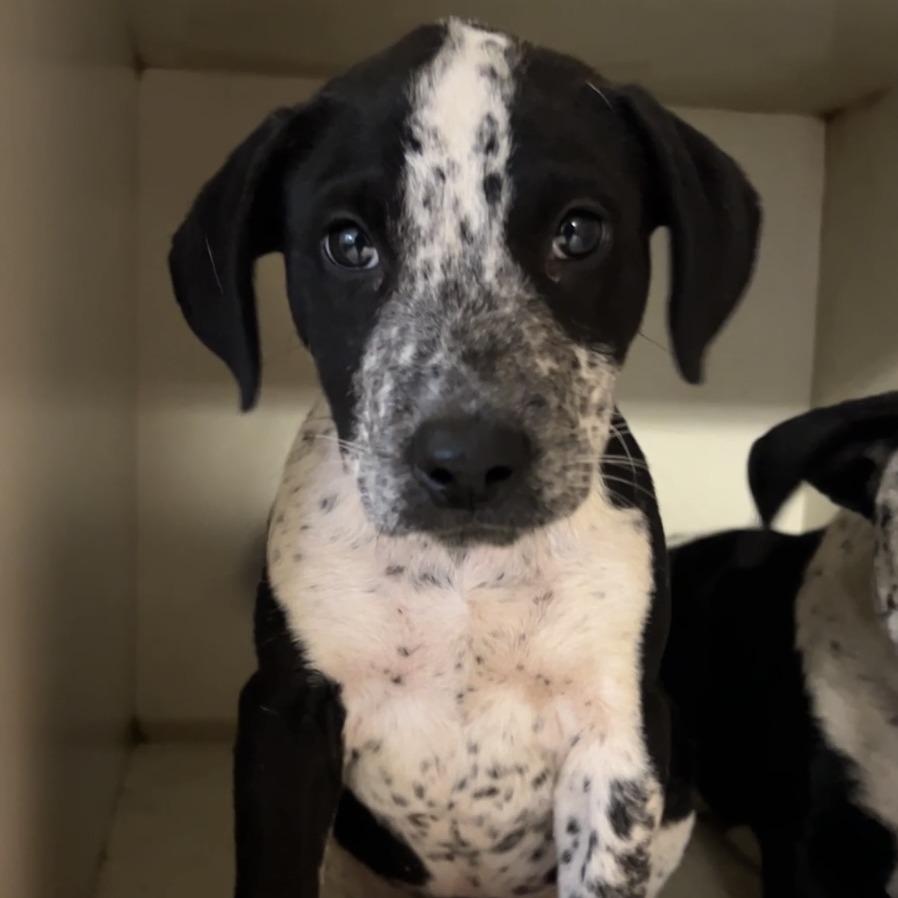 Little Pete, Adoptable, Puppy Male Australian Cattle Dog / Blue Heeler.