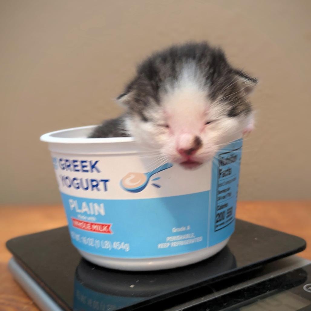 Umatilla, Adoptable, Kitten Male Domestic Short Hair.