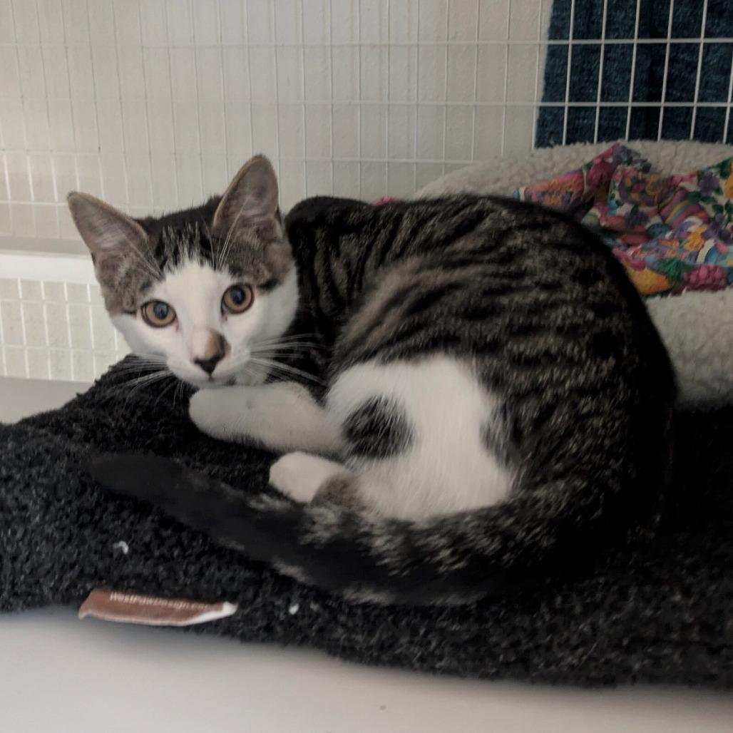 Enlarge Umatilla, a Adoptable Domestic Short Hair in Portland, OR image 2/3