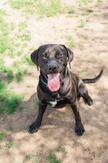 Crow, ADOPTABLE, Adult Male Labrador Retriever.