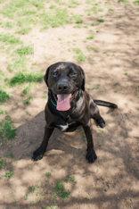 Crow, a ADOPTABLE Labrador Retriever in Lewiston, ID image 2/2