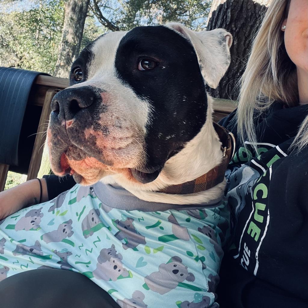 Davis, Adoptable, Senior Male Pit Bull Terrier & American Staffordshire Terrier.