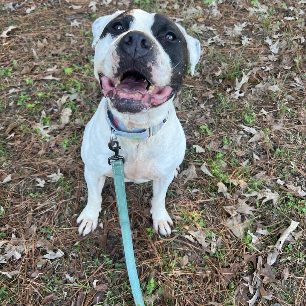Davis, a Adoptable mixed breed in Portland, OR image 2/6
