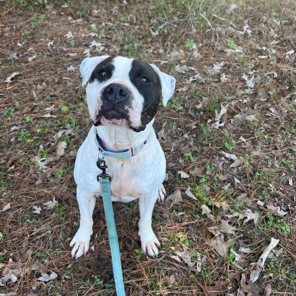 Davis, a Adoptable mixed breed in Portland, OR image 3/6