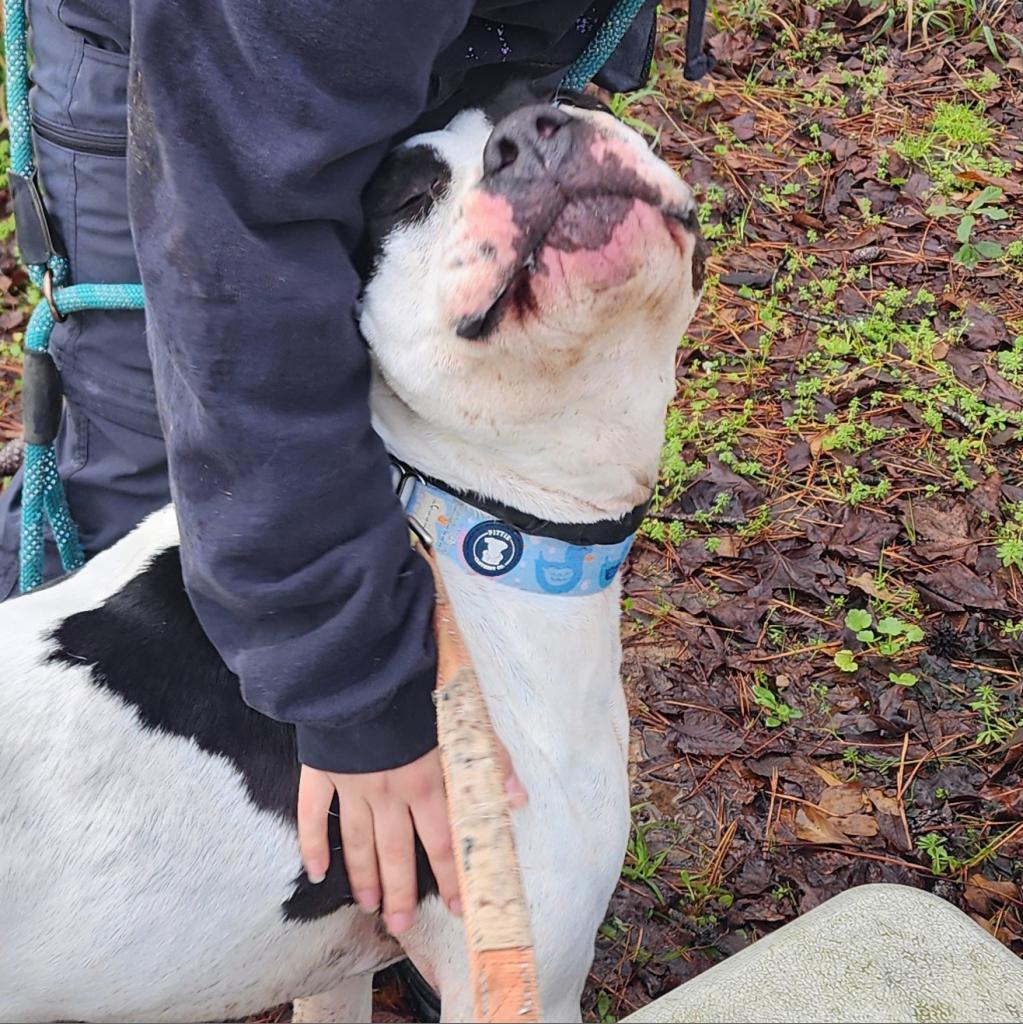 Davis, a Adoptable mixed breed in Portland, OR image 4/6