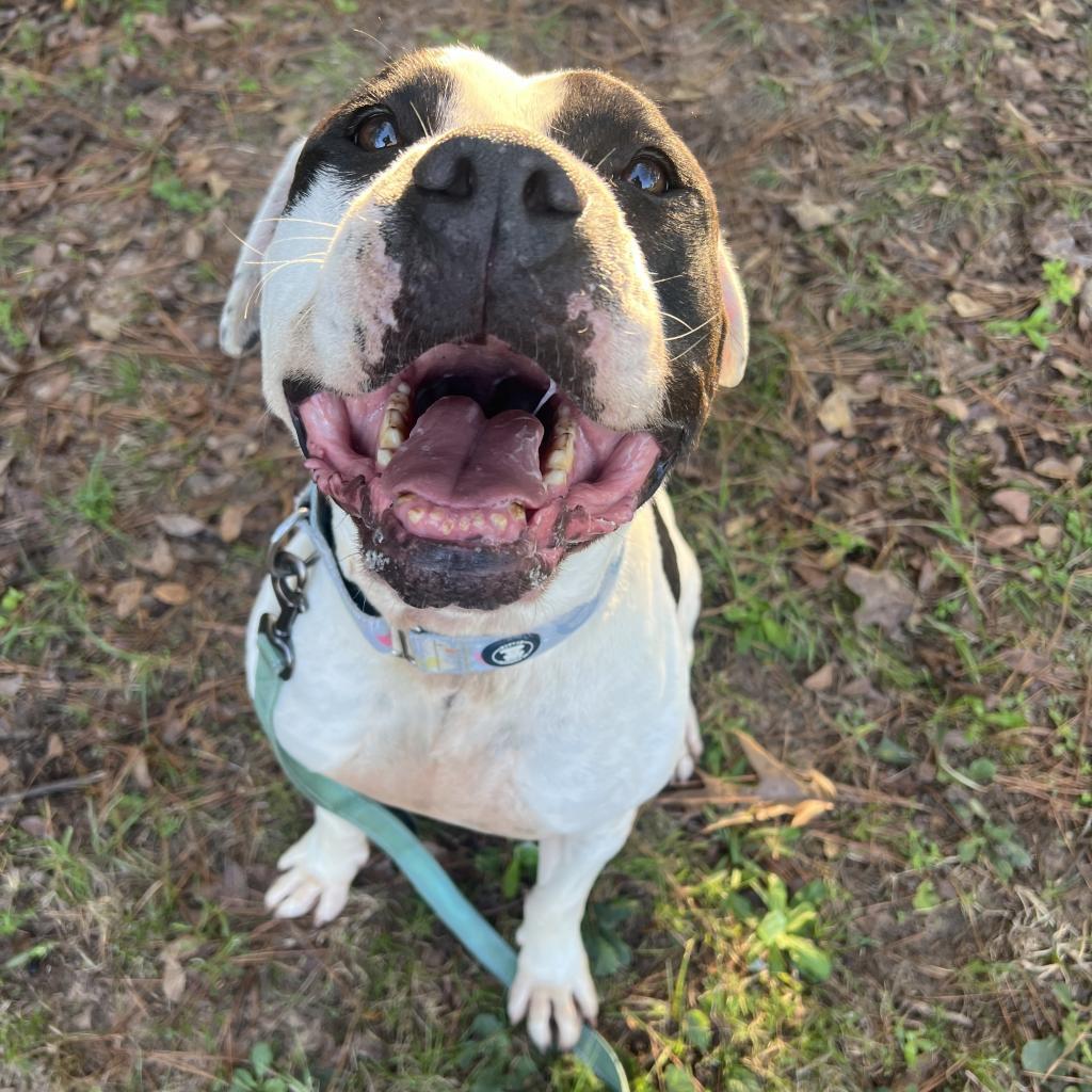 Davis, a Adoptable mixed breed in Portland, OR image 6/6