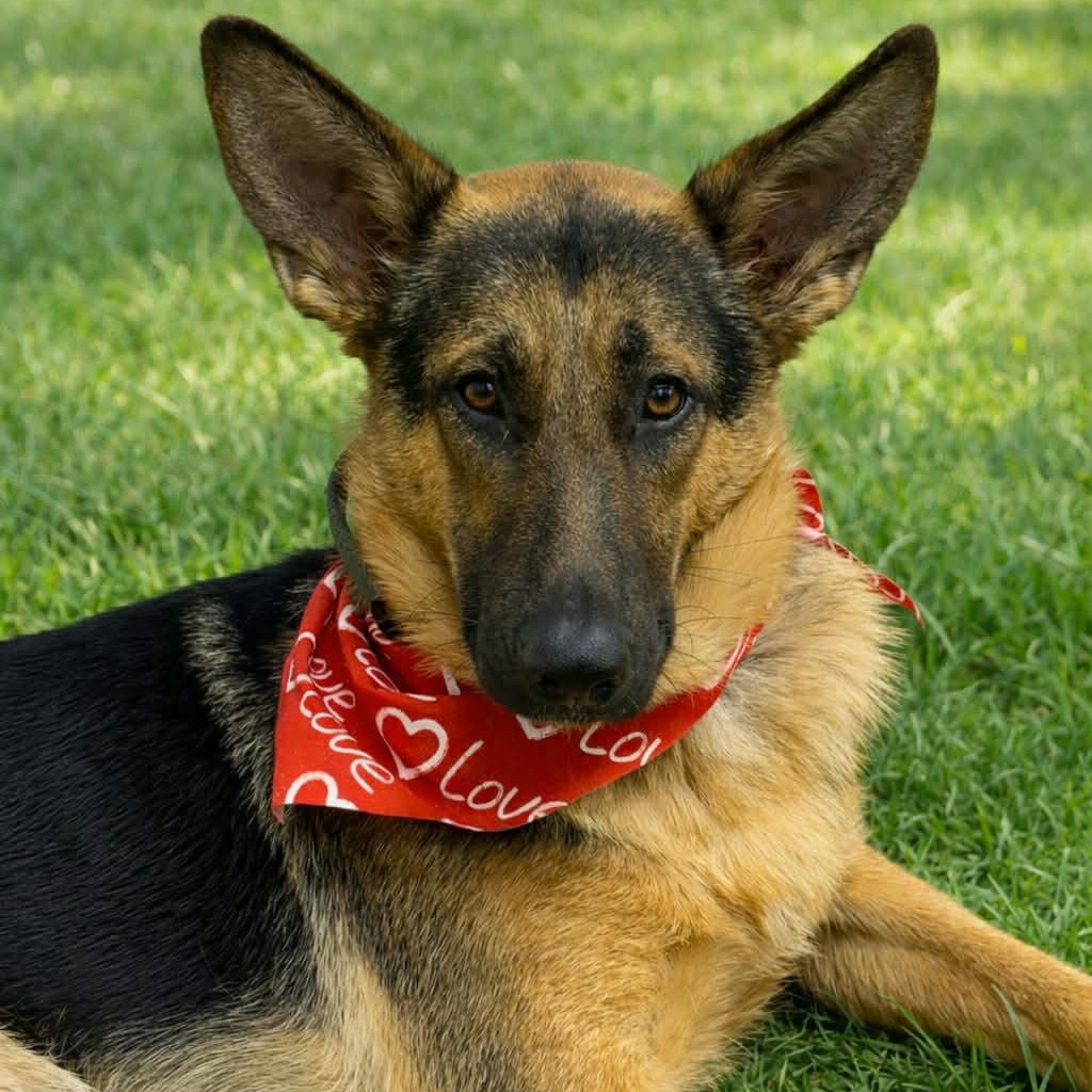 BELFORD GS — thumbnail 2