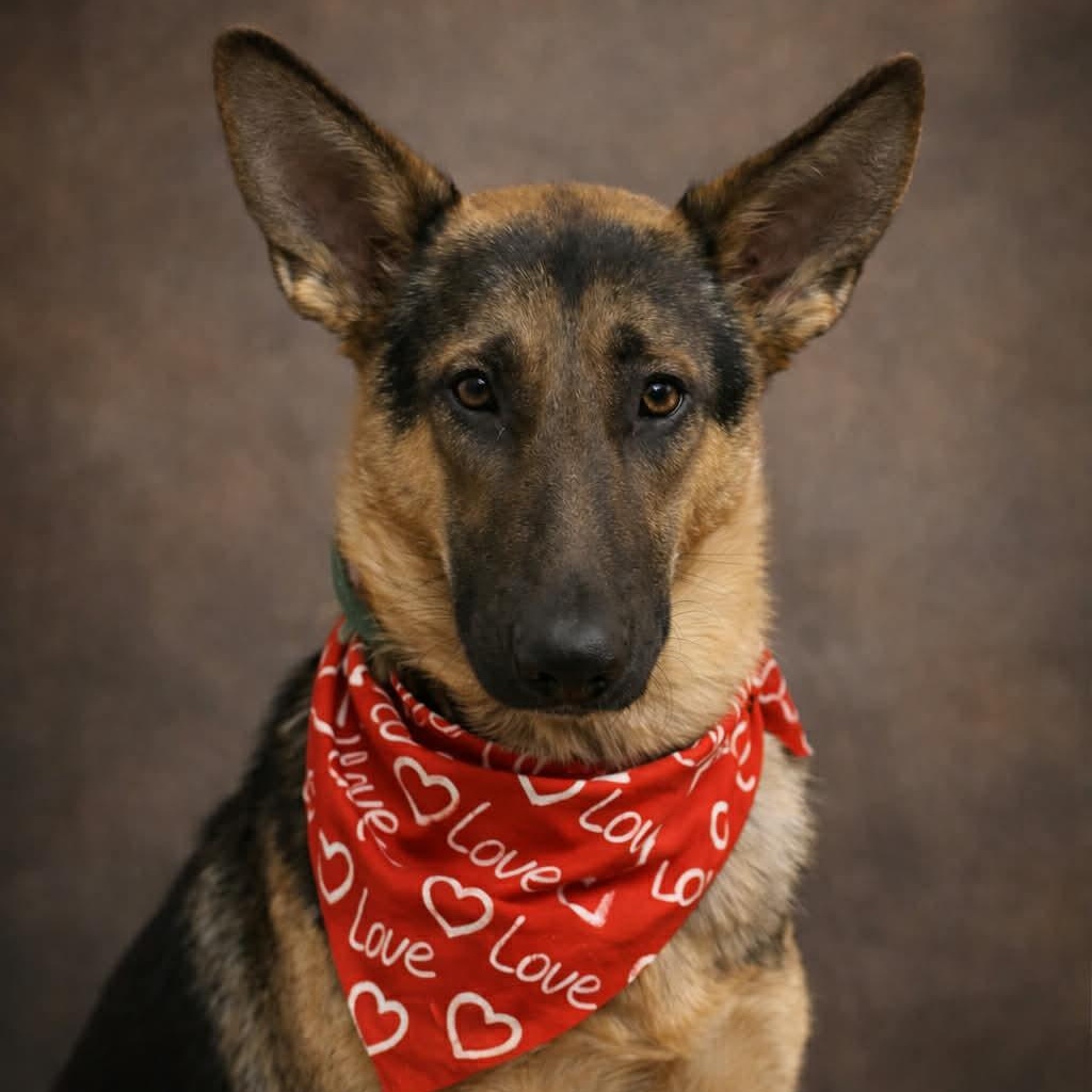 BELFORD GS — thumbnail 4