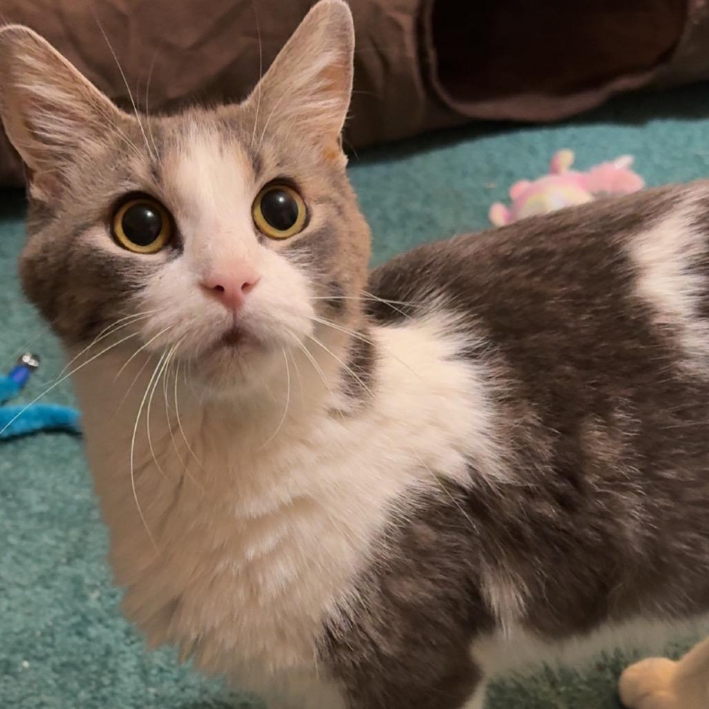 Enlarge Lily, a Adoptable Domestic Short Hair in North Canton, OH image 1/1