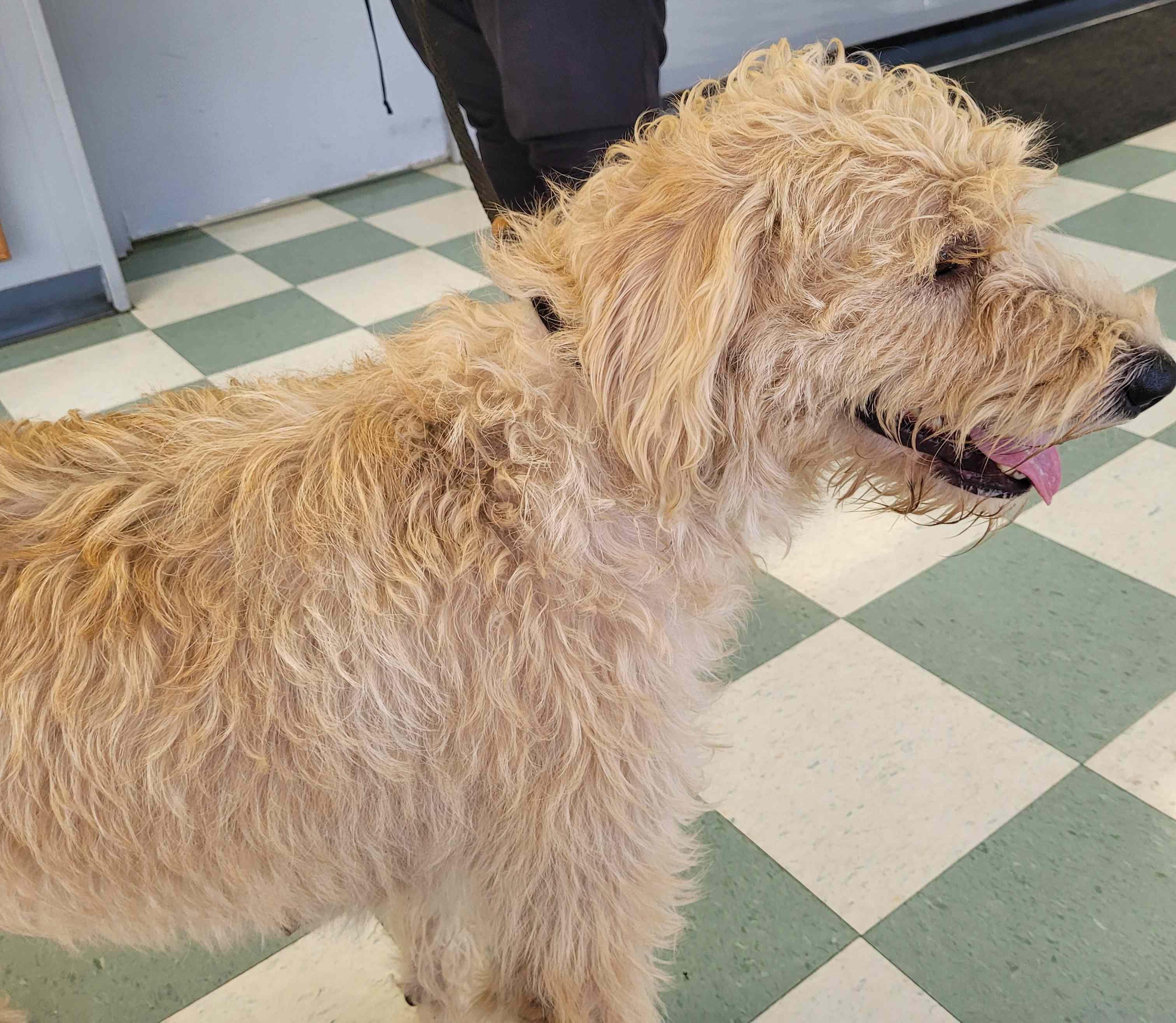 Enlarge Lucy 51, a ADOPTABLE mixed breed in Killingworth, CT image 2/6