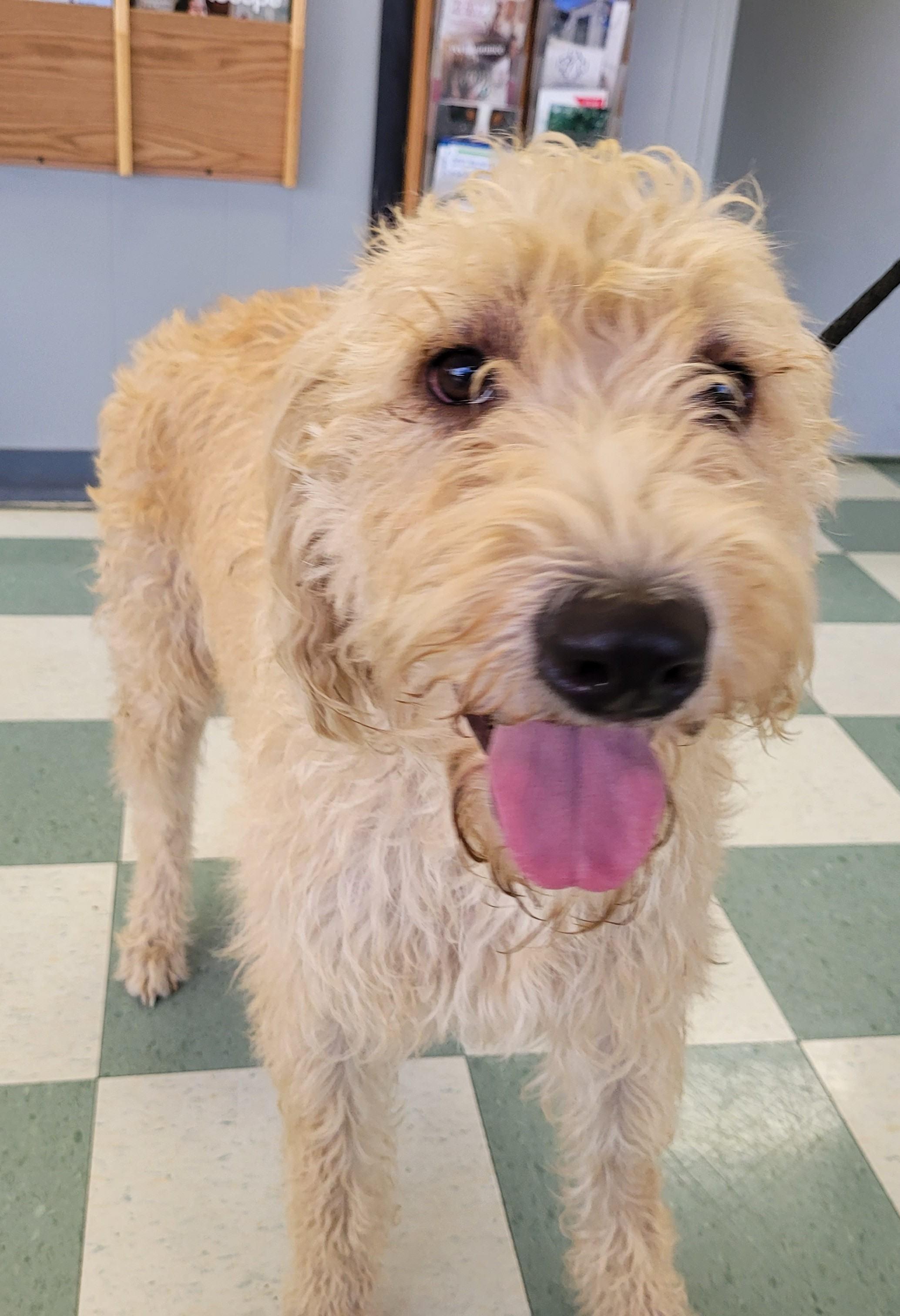 Enlarge Lucy 51, a ADOPTABLE mixed breed in Killingworth, CT image 1/6