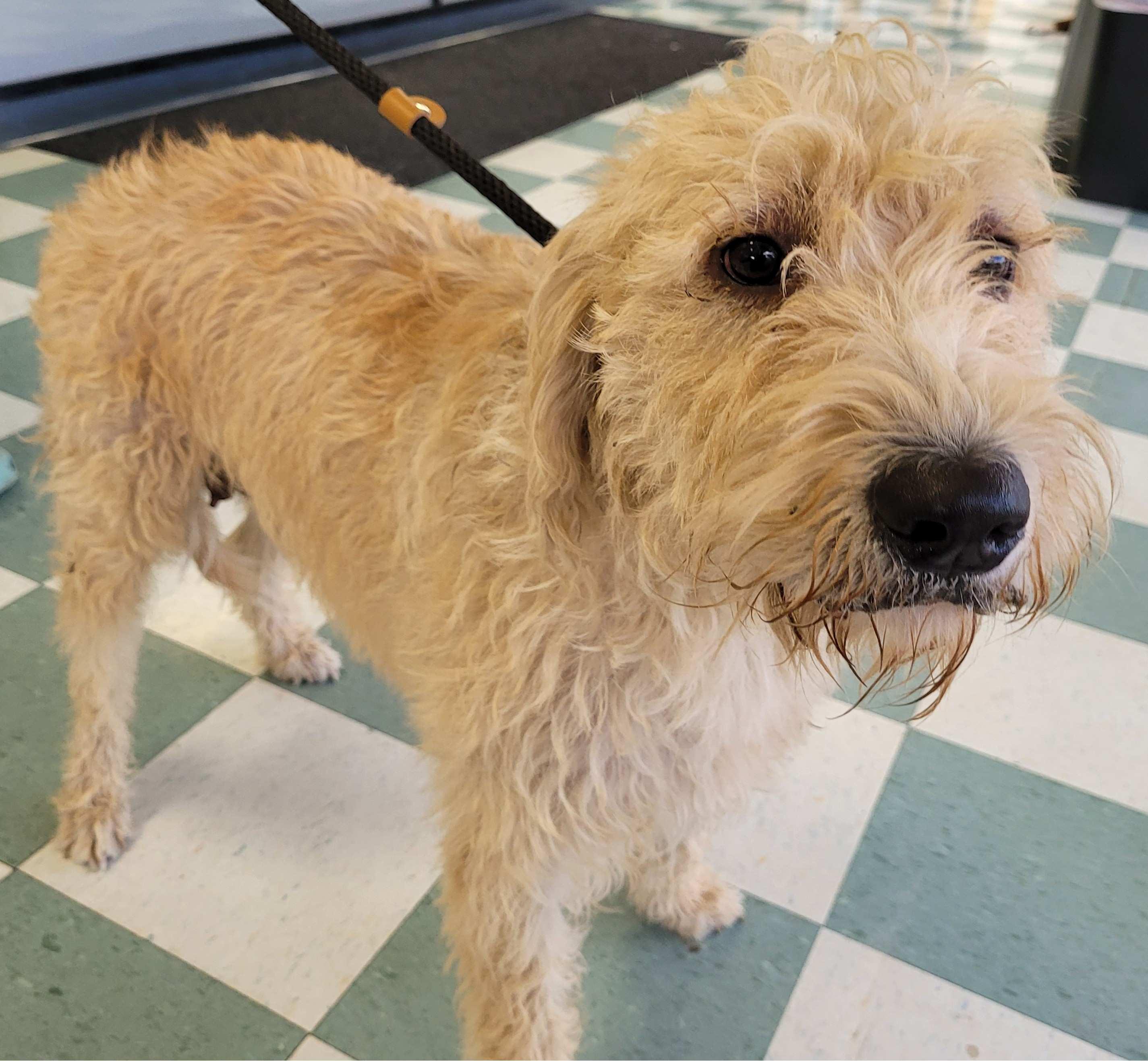 Enlarge Lucy 51, a ADOPTABLE mixed breed in Killingworth, CT image 5/6