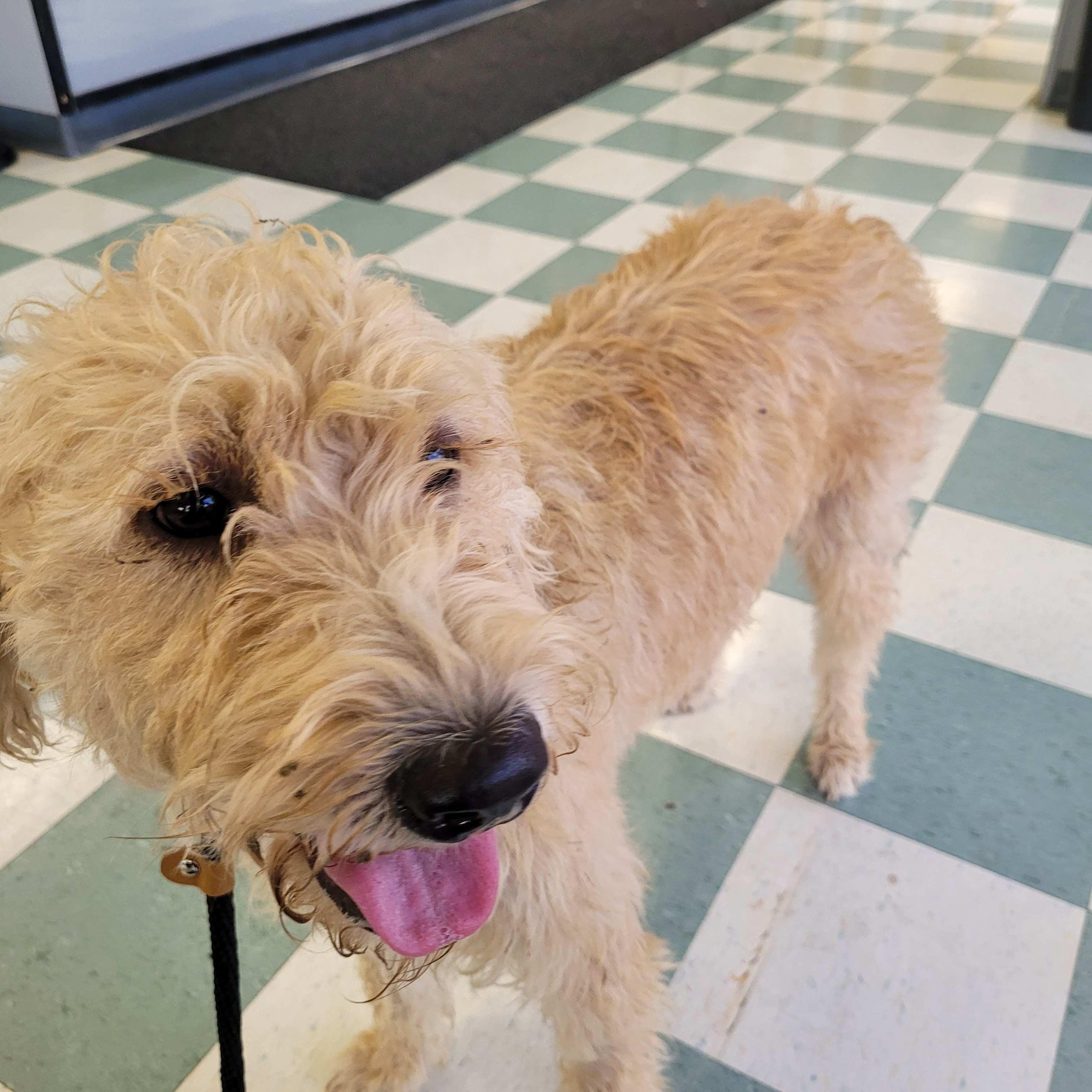 Enlarge Lucy 51, a ADOPTABLE mixed breed in Killingworth, CT image 3/6