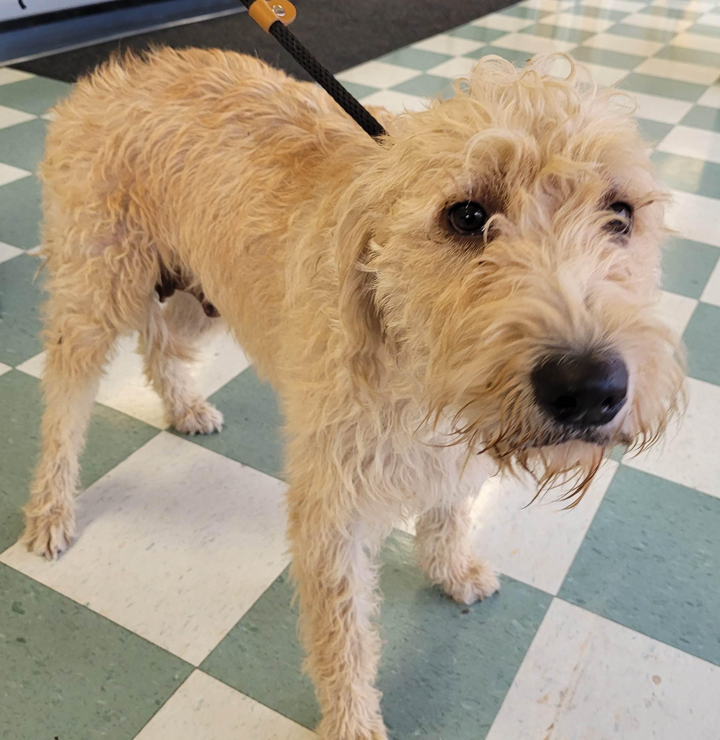 Enlarge Lucy 51, a ADOPTABLE mixed breed in Killingworth, CT image 4/6