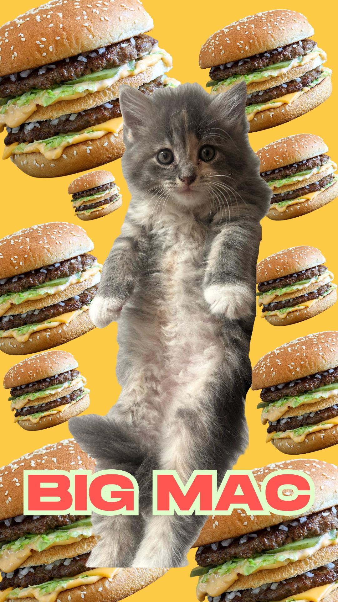 Big Mac, Adoptable, Young Female Domestic Short Hair.