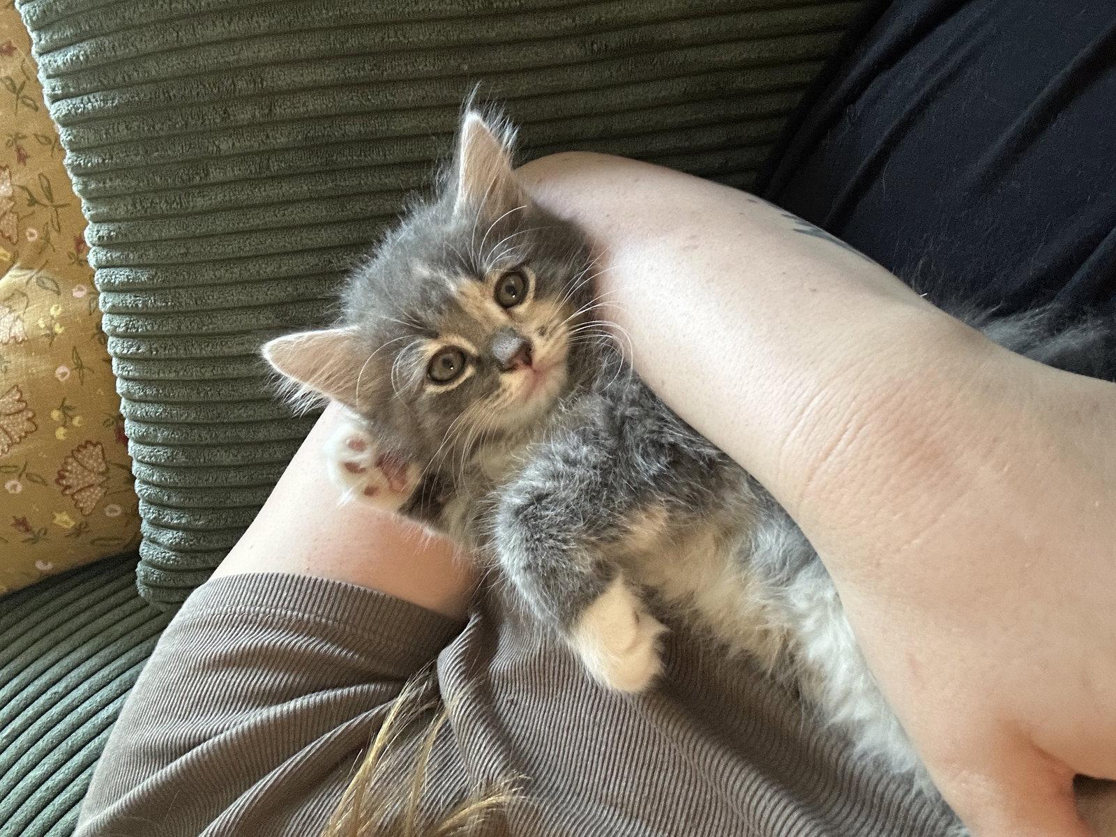 Big Mac, a Adoptable Domestic Short Hair in Rockville, MD image 3/3