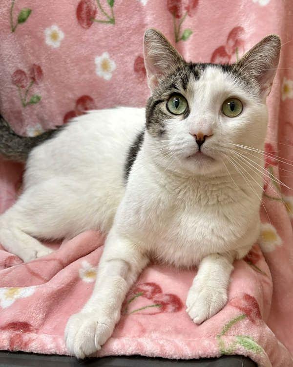 Nico, Adoptable, Young Male Domestic Short Hair.