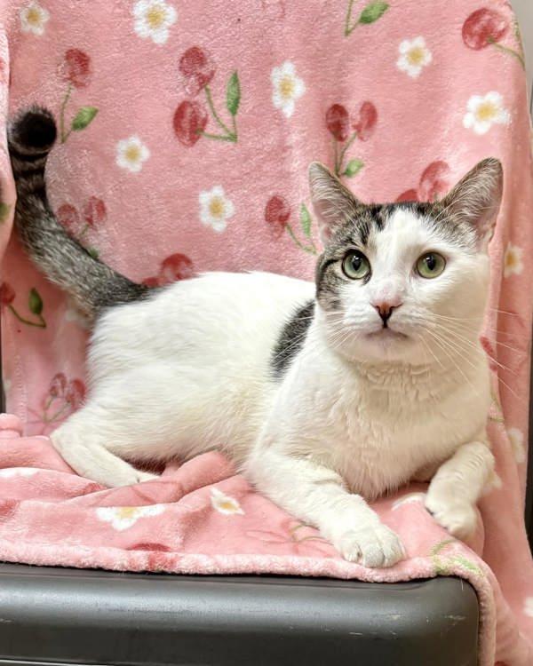 Enlarge Nico, a Adoptable mixed breed in Novato, CA image 2/5