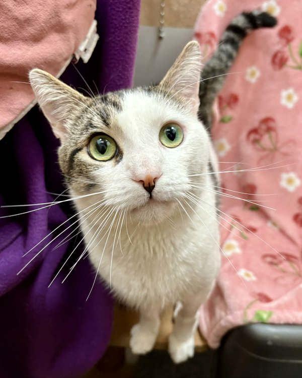 Enlarge Nico, a Adoptable mixed breed in Novato, CA image 4/5