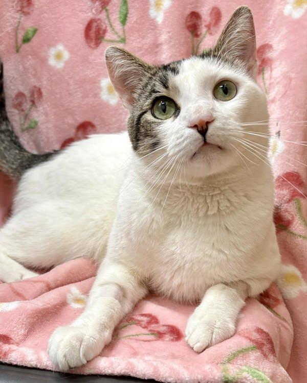 Enlarge Nico, a Adoptable mixed breed in Novato, CA image 5/5