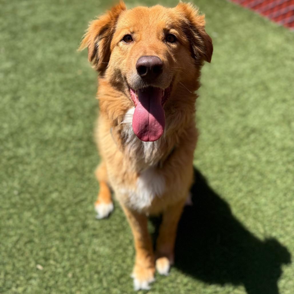 Billy, Adoptable, Adult Male Australian Shepherd.