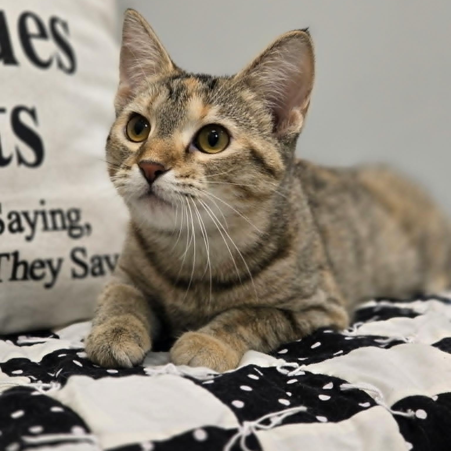 Enlarge Kirby, a ADOPTABLE Domestic Short Hair in Effingham, IL image 2/3