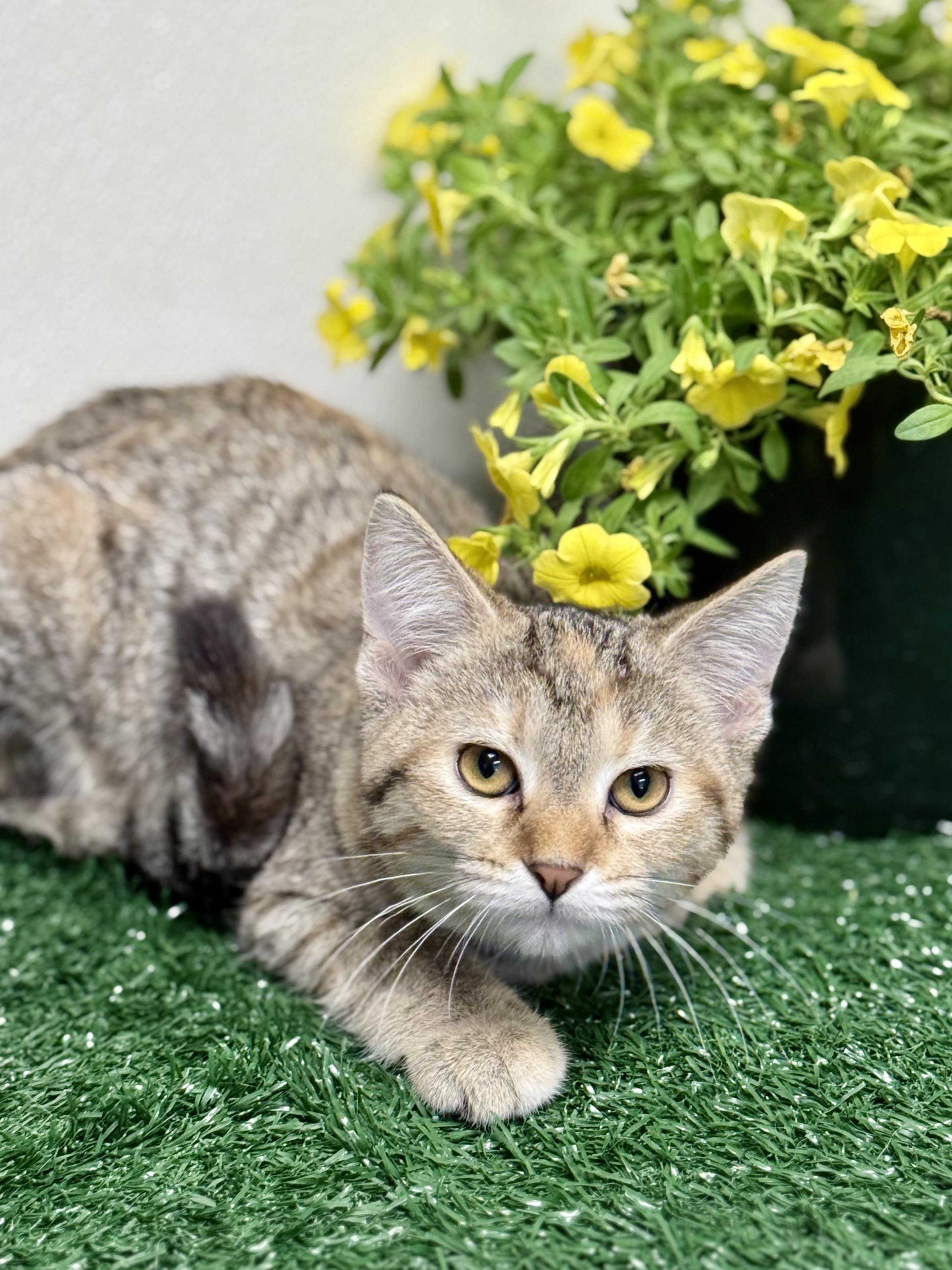 Enlarge Kirby, a ADOPTABLE Domestic Short Hair in Effingham, IL image 1/1