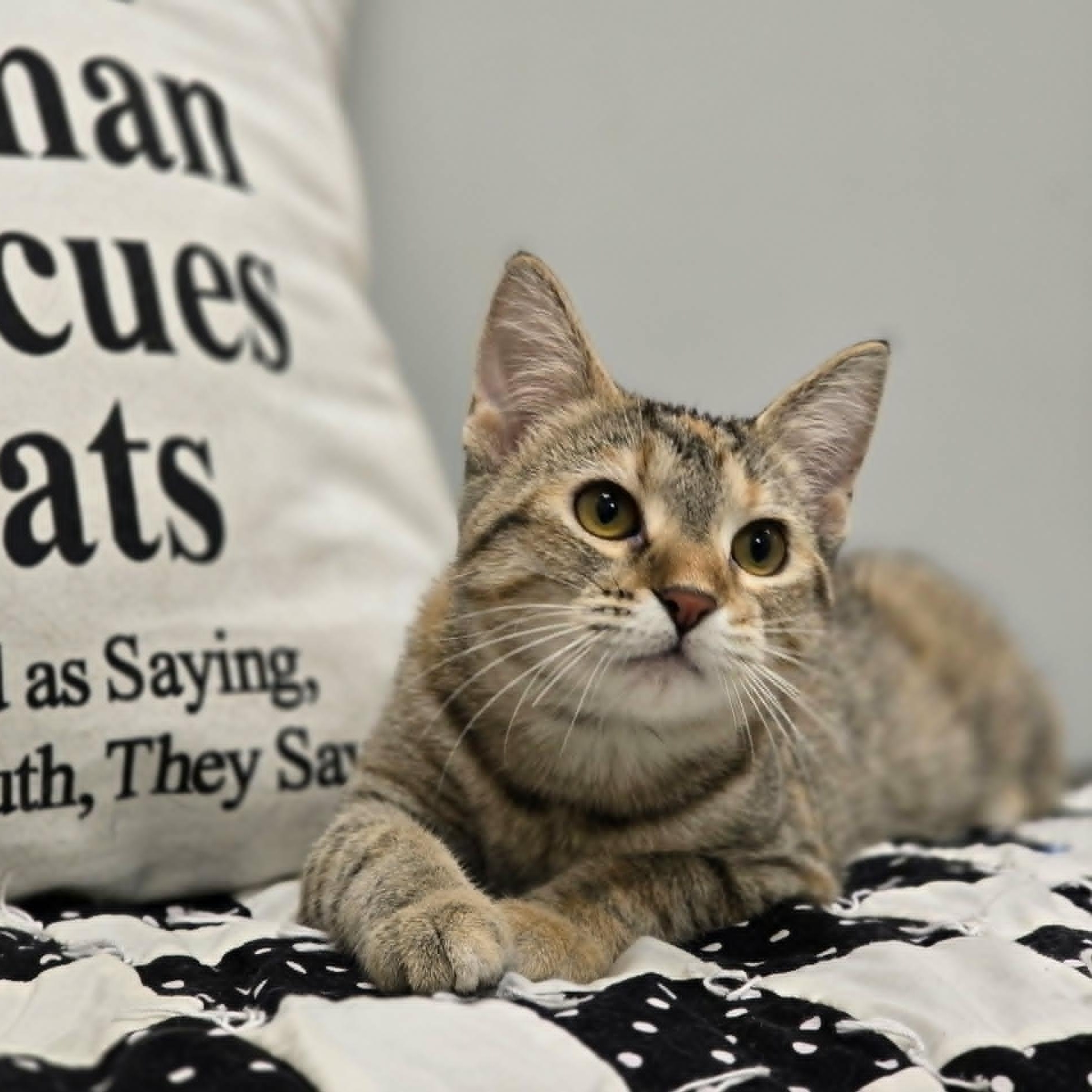 Enlarge Kirby, a ADOPTABLE Domestic Short Hair in Effingham, IL image 1/3