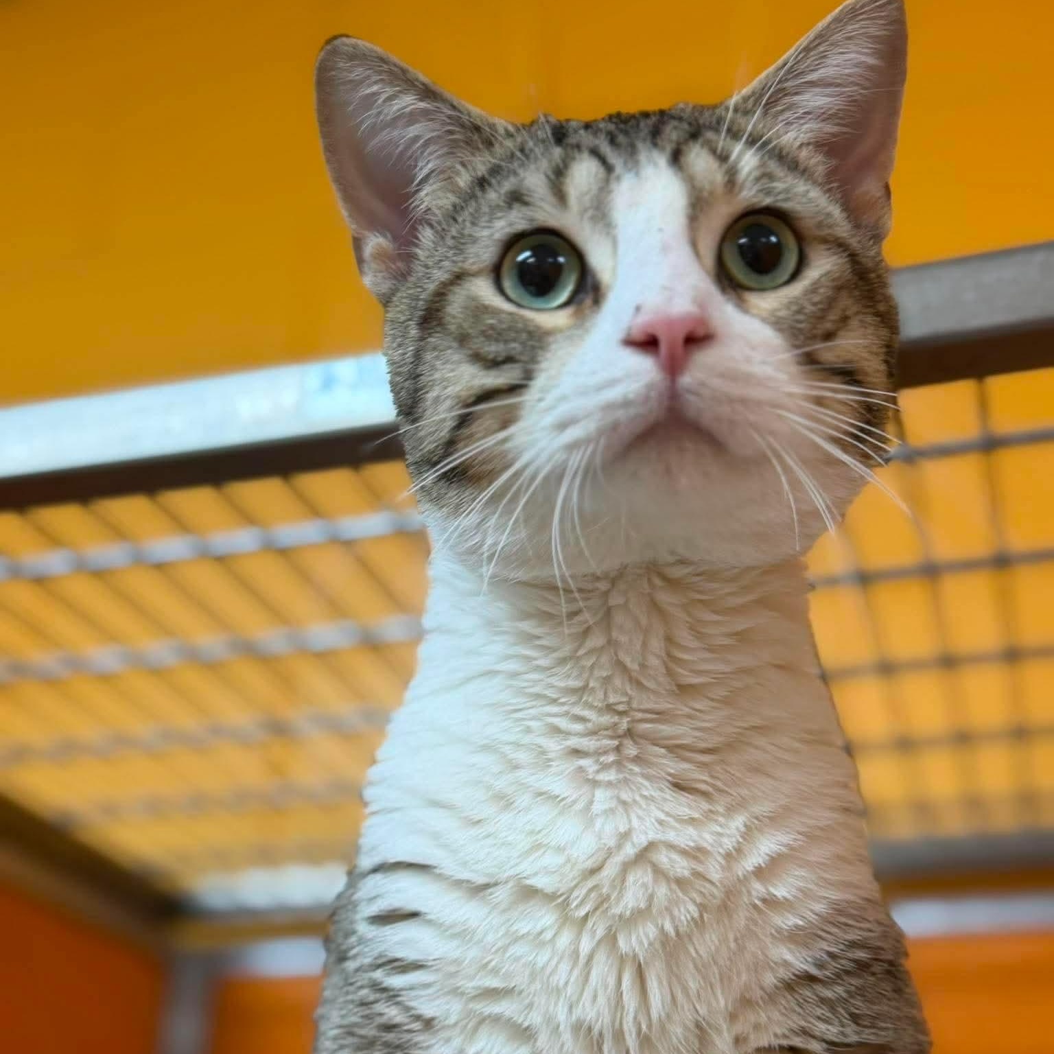 Enlarge Wow Wow Wubzy, an adopted Domestic Short Hair in Elyria, OH image 1/2