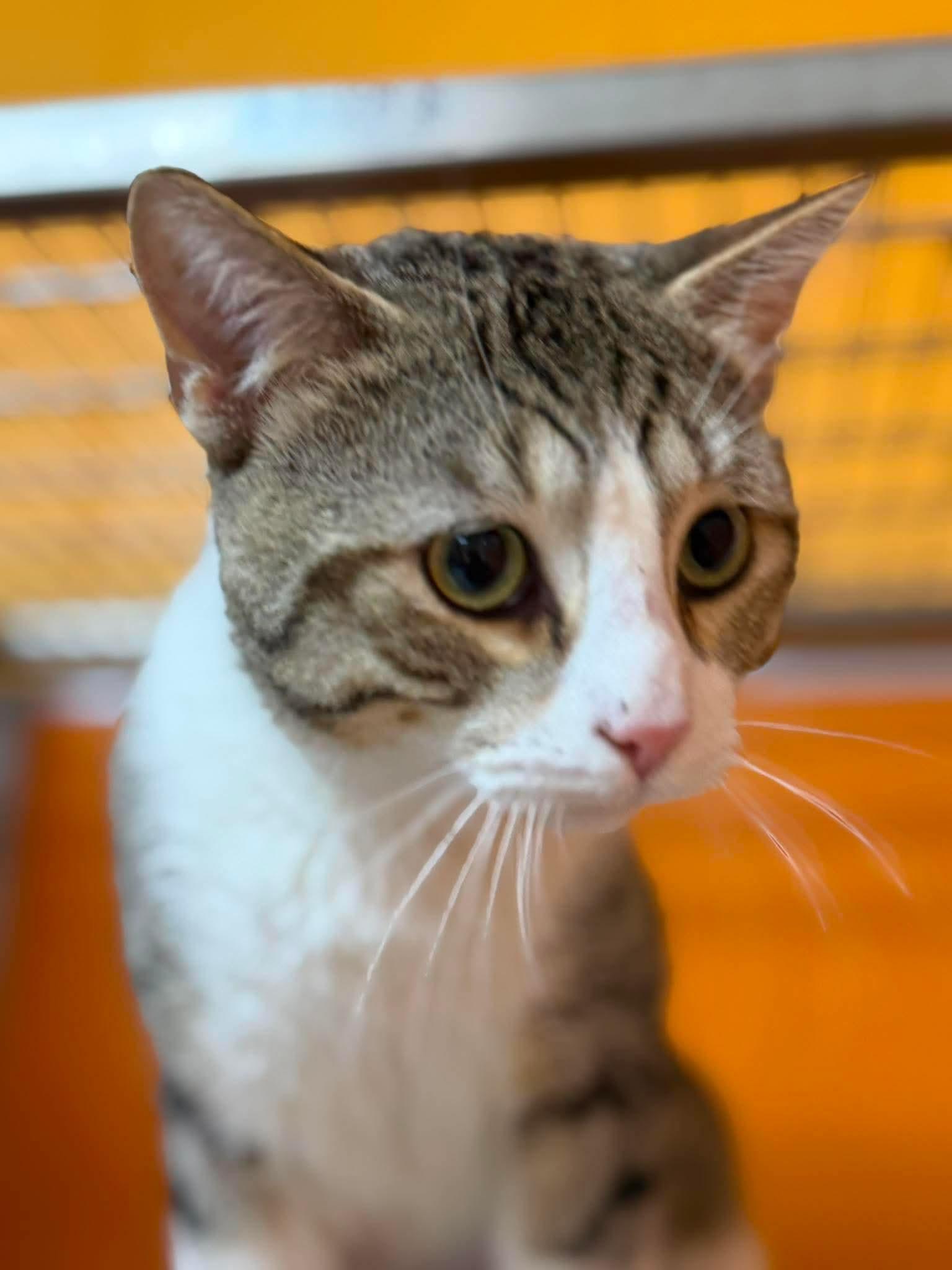 Enlarge Wow Wow Wubzy, an adopted Domestic Short Hair in Elyria, OH image 2/2