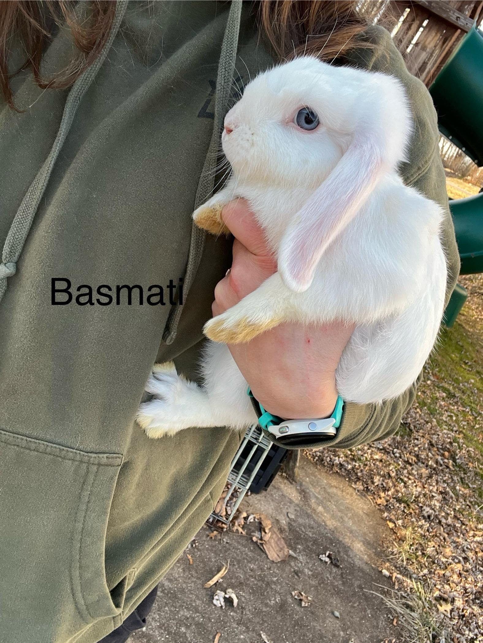 Basmati, ADOPTABLE, Baby Male Mini Lop & American Sable.