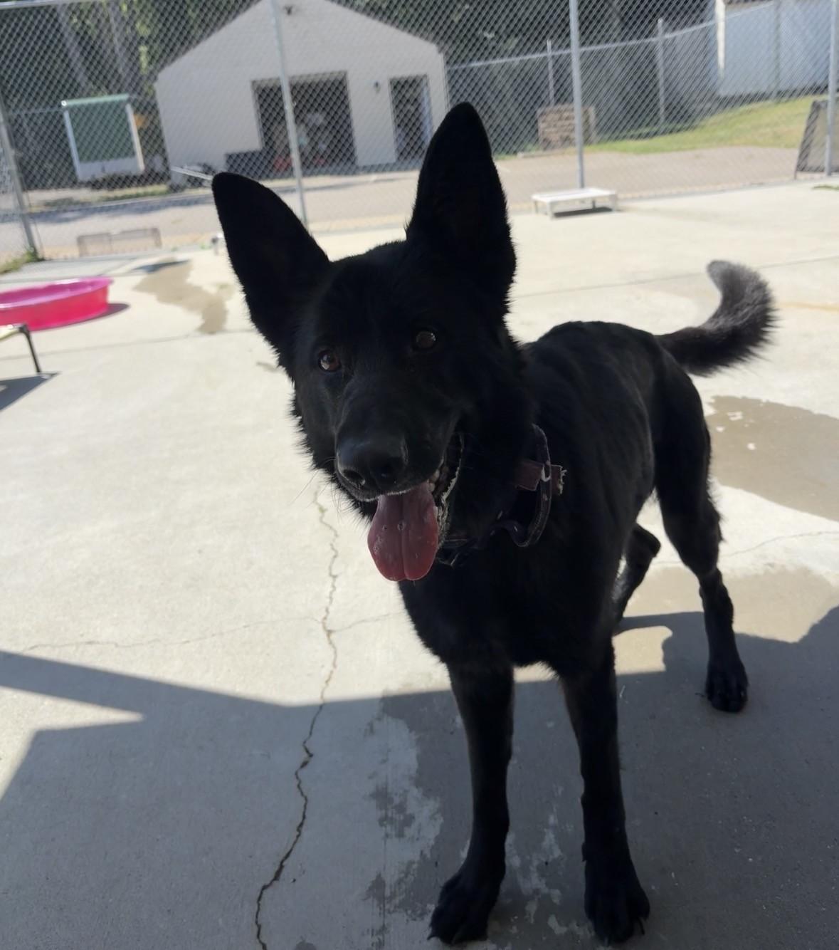 Enlarge Dahlia, an adopted German Shepherd Dog in Ashland, VA image 3/6