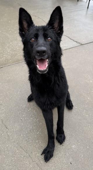 Enlarge Dahlia, an adopted German Shepherd Dog in Ashland, VA image 1/6