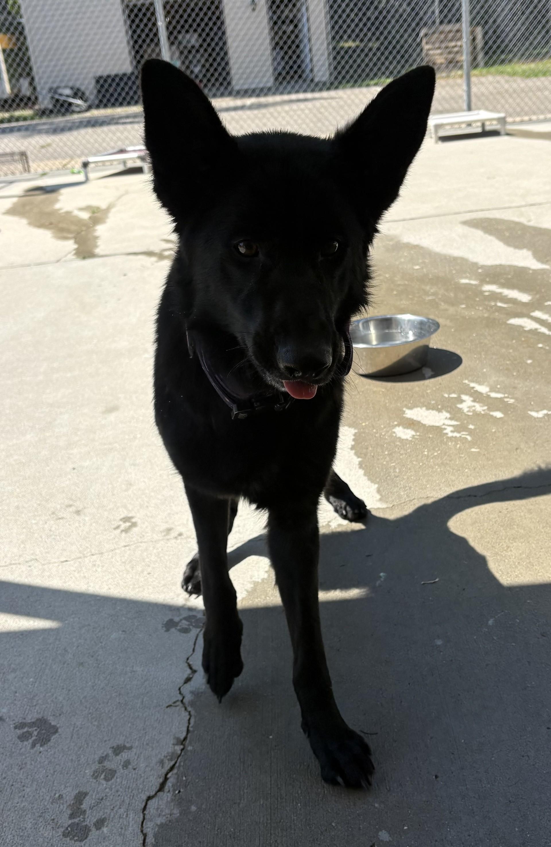 Enlarge Dahlia, an adopted German Shepherd Dog in Ashland, VA image 4/6