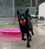 Enlarge Dahlia, an adopted German Shepherd Dog in Ashland, VA image 2/6