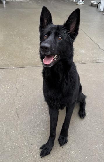 Enlarge Dahlia, an adopted German Shepherd Dog in Ashland, VA image 5/6