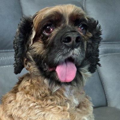 Enlarge Sophie, a Adoptable Cocker Spaniel in Arlington, VA image 1/3