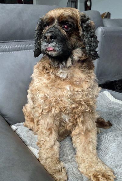 Enlarge Sophie, a Adoptable Cocker Spaniel in Arlington, VA image 2/3