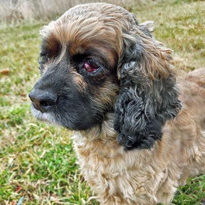 Enlarge Sophie, a Adoptable Cocker Spaniel in Arlington, VA image 3/3