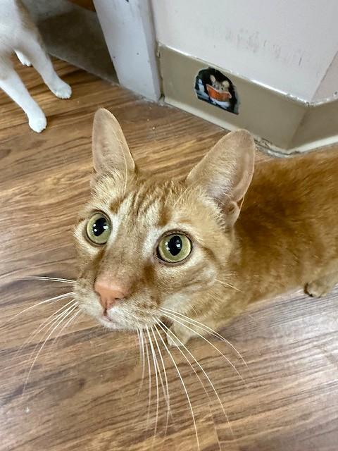 Augustine, ADOPTABLE, Adult Female Domestic Short Hair.