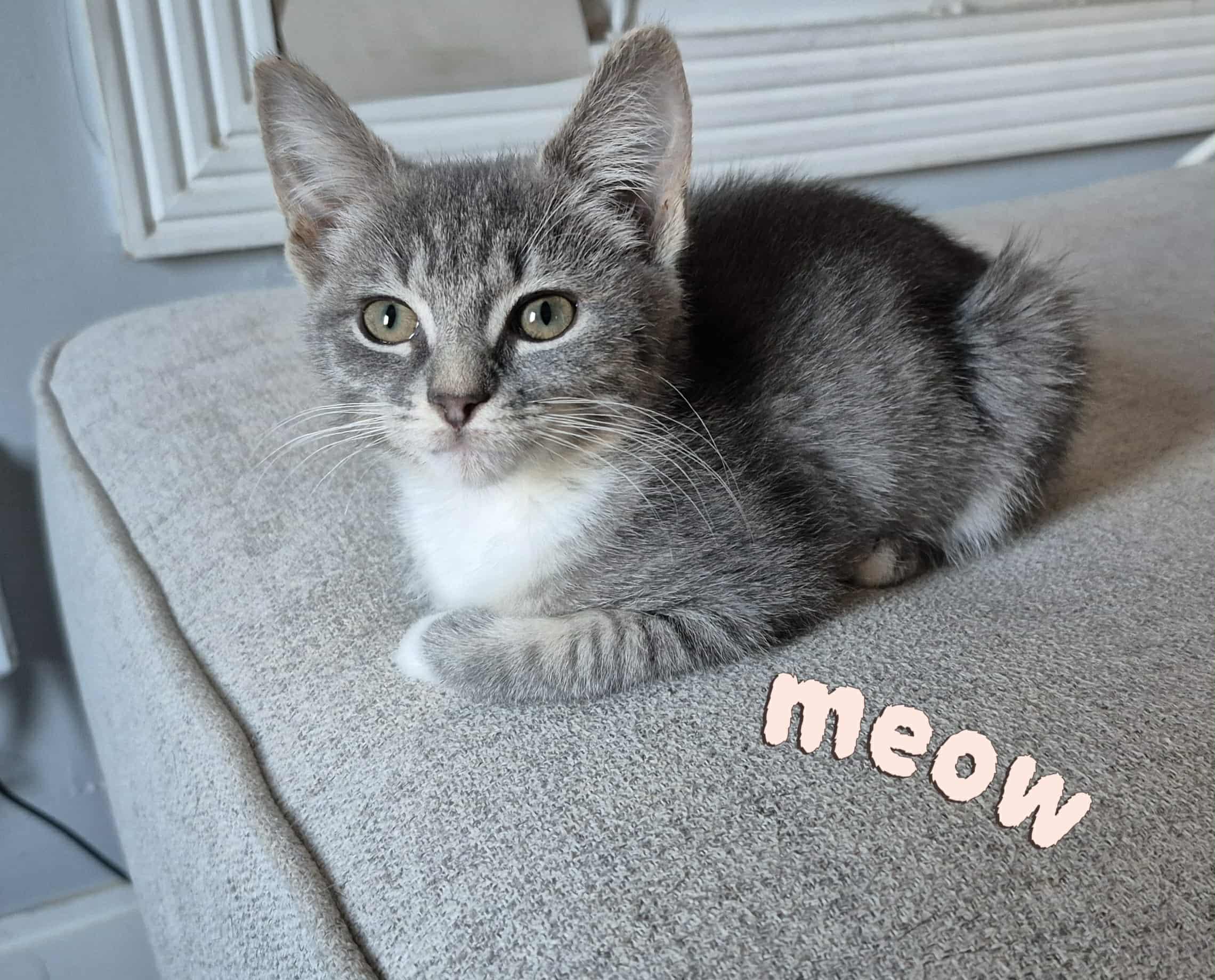 Female kitten, Adopted, Kitten Female Domestic Short Hair.