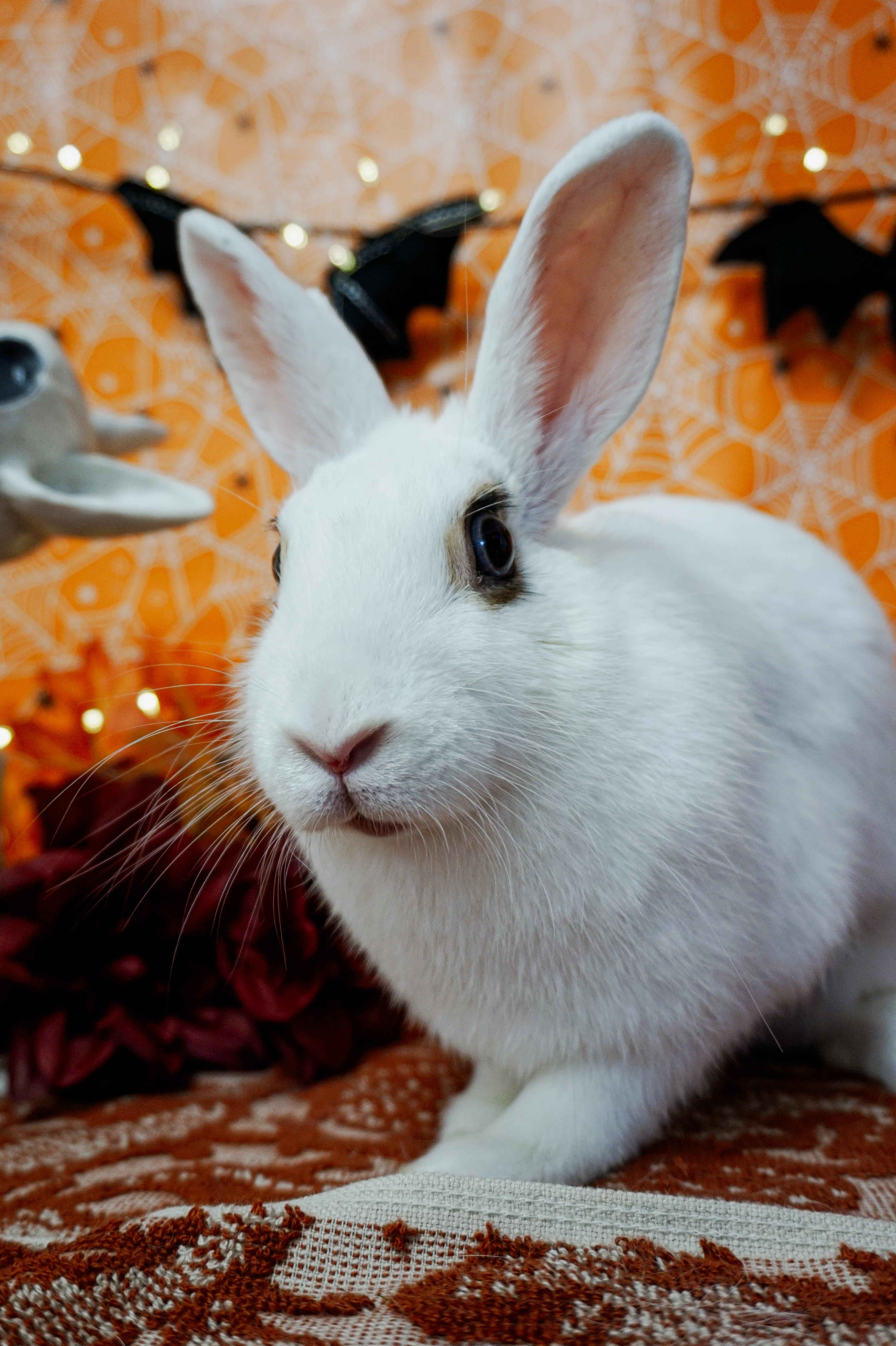 Hazelnut photo